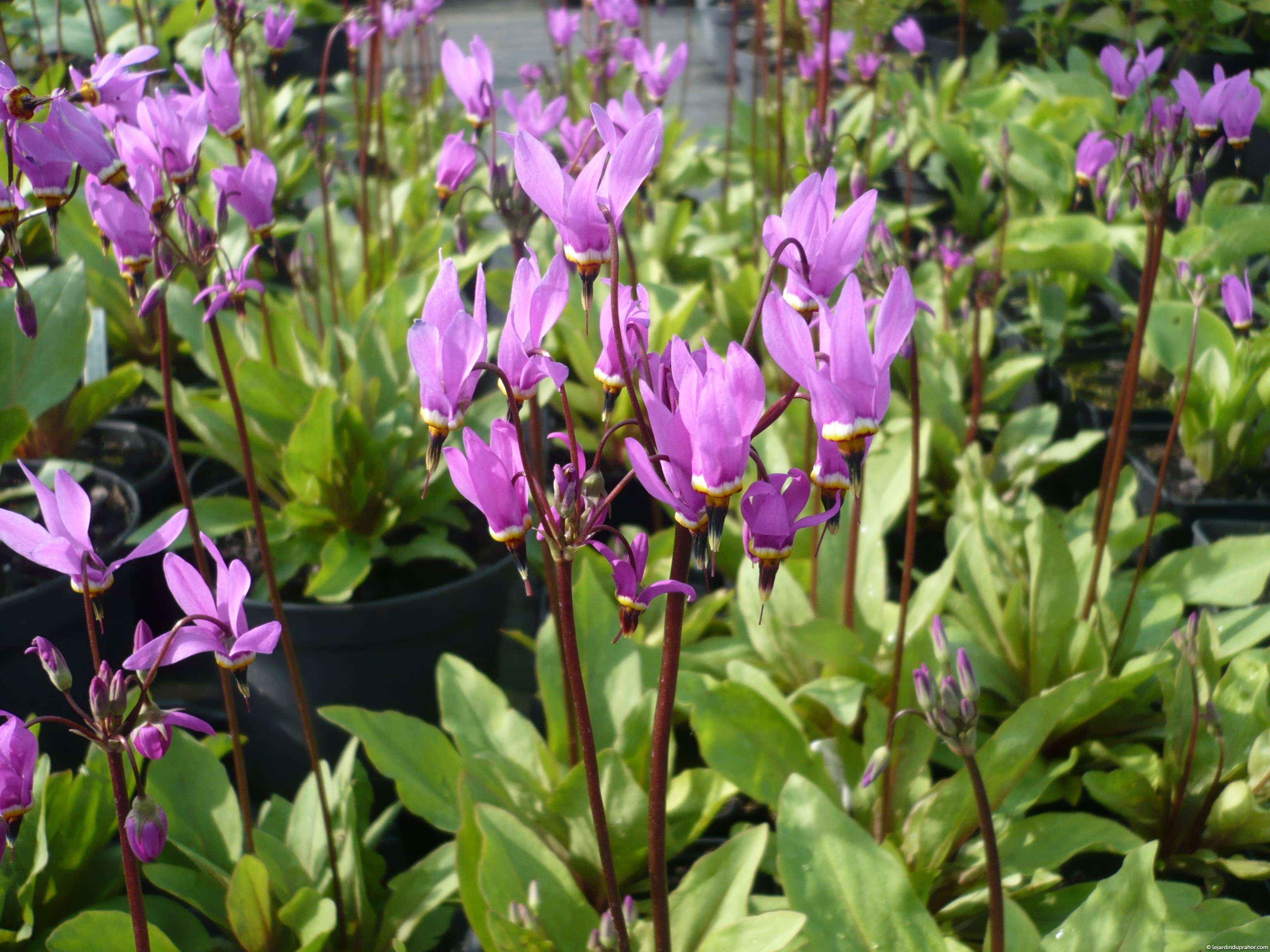 Dodecatheon meadia 'Queen Victoria'